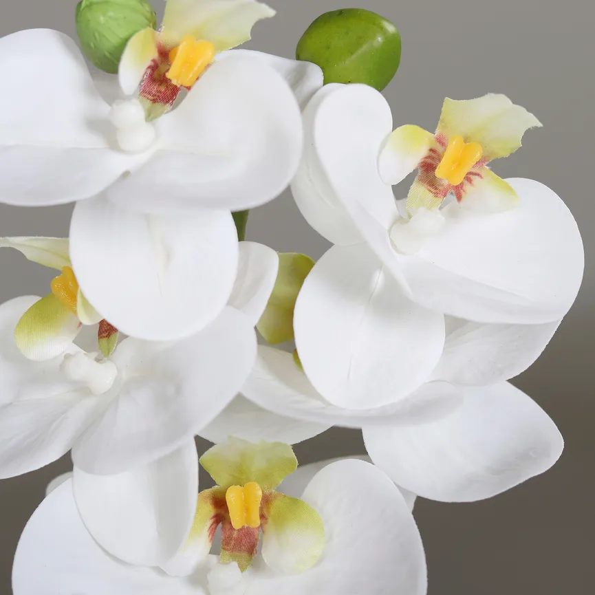 Orchidee creme detail