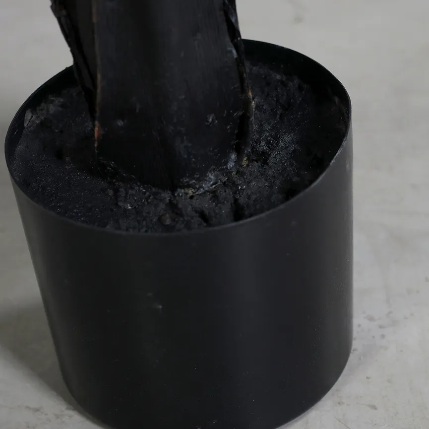 Strelitzie M schwarz detail