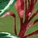 FARBE