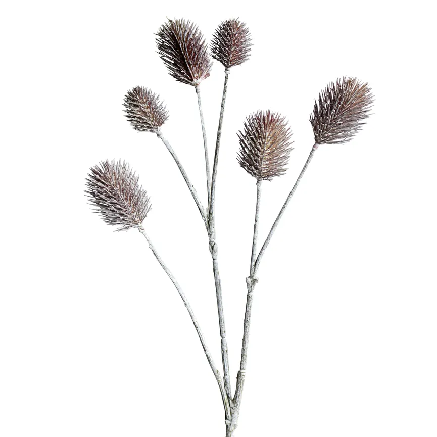 Distel grau hauptaufnahme