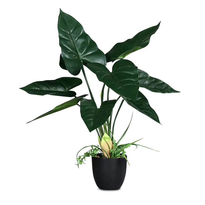 Calla grün hauptaufnahme