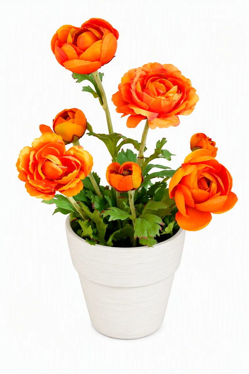 Ranunkel orange hauptaufnahme