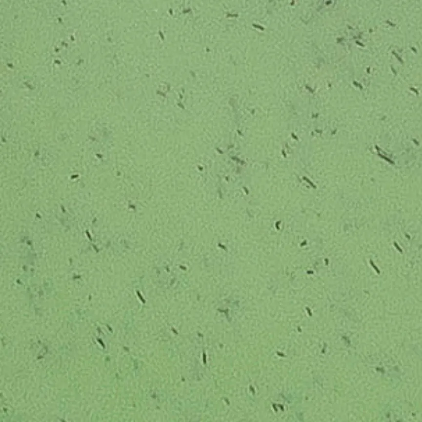 Lunchbox "Pascal" 3-tlg. grün material_farbe