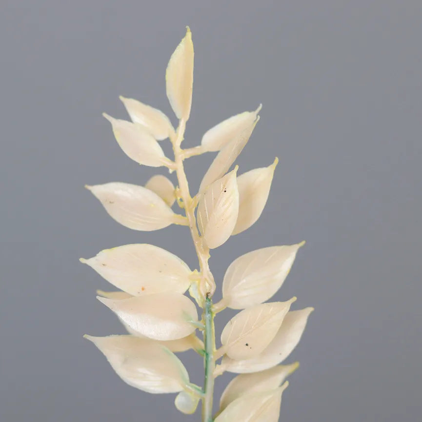 Ruscus Zweig creme detail