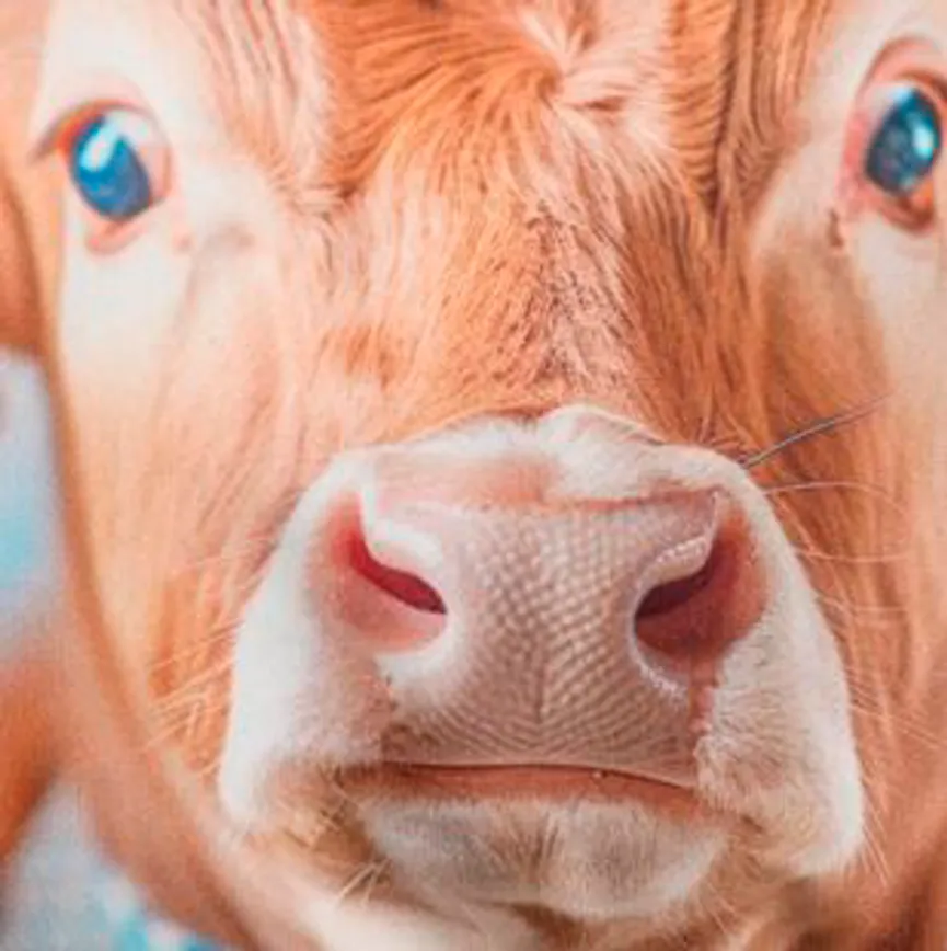 Kissen Liesel 50x30cm material_farbe