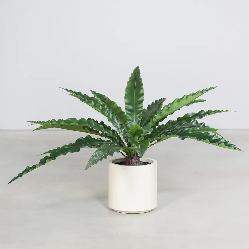 Nestfarn grün milieu