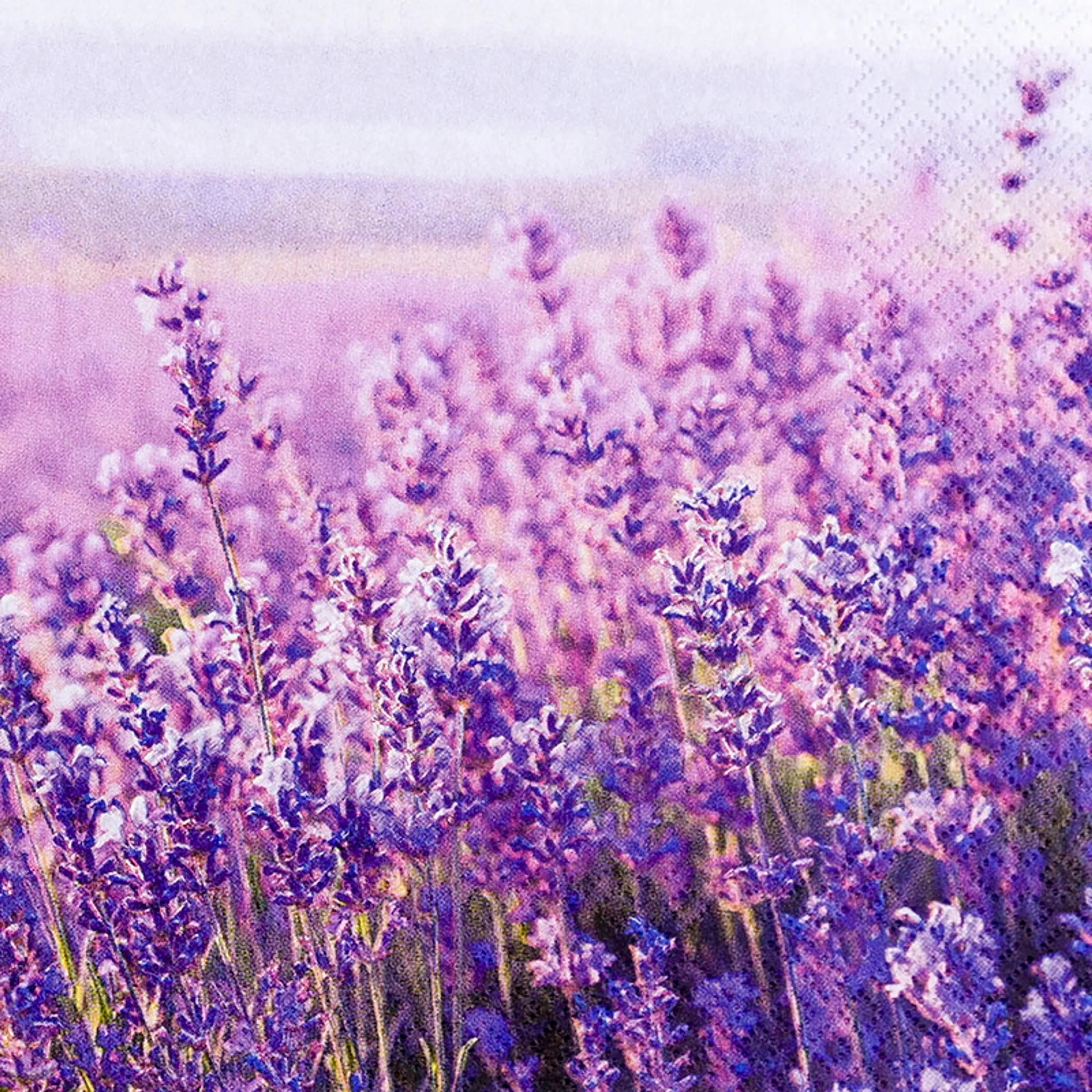 Serviette Field of Lavender 20tlg.
