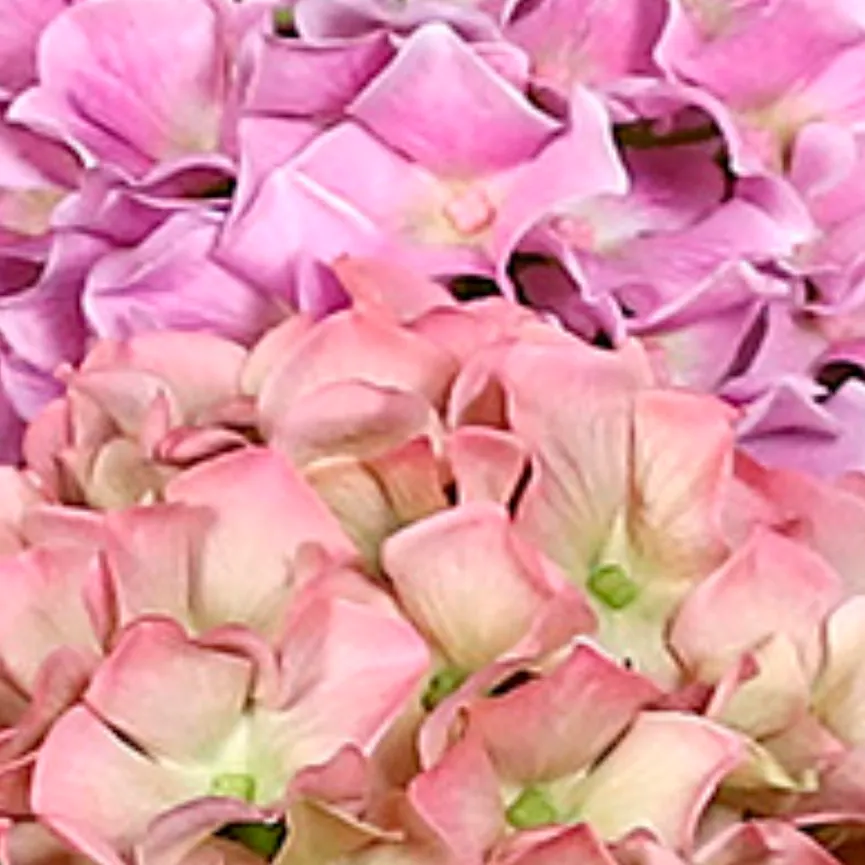 Premium Hortensien-Arrangement material_farbe