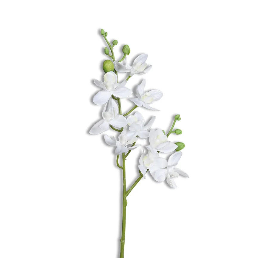 Mini-Orchidee Phalaenopsis hauptaufnahme