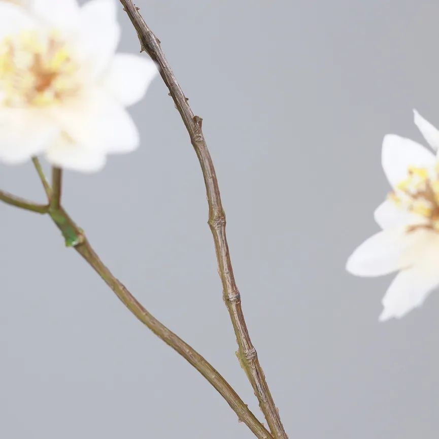 Astrantia creme detail