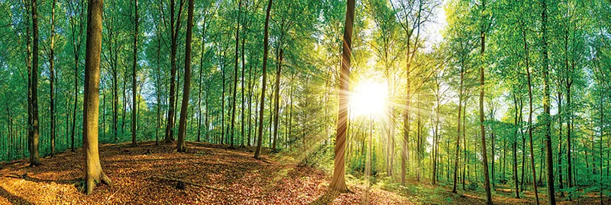 Landschaft Wald grünGreen Mome hauptaufnahme