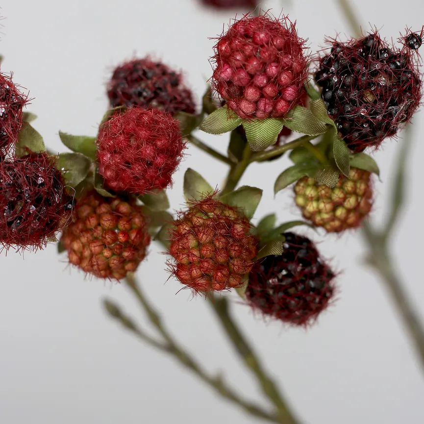Brombeerzweig brombeer detail