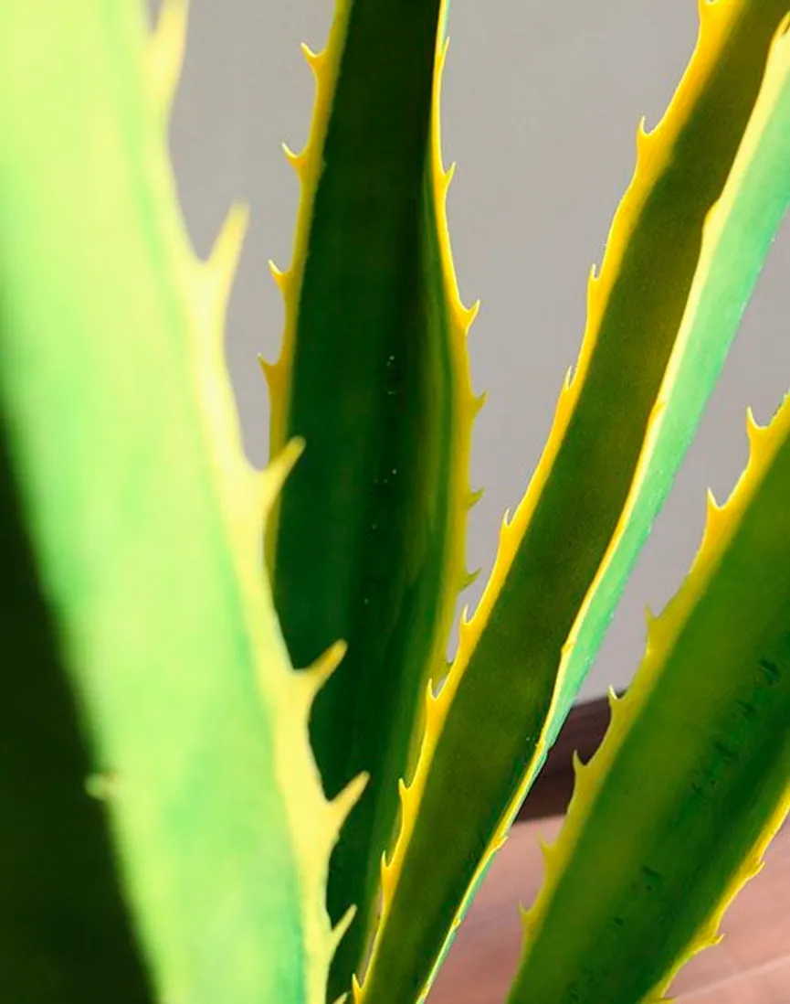 Agave M grün-gelb detail