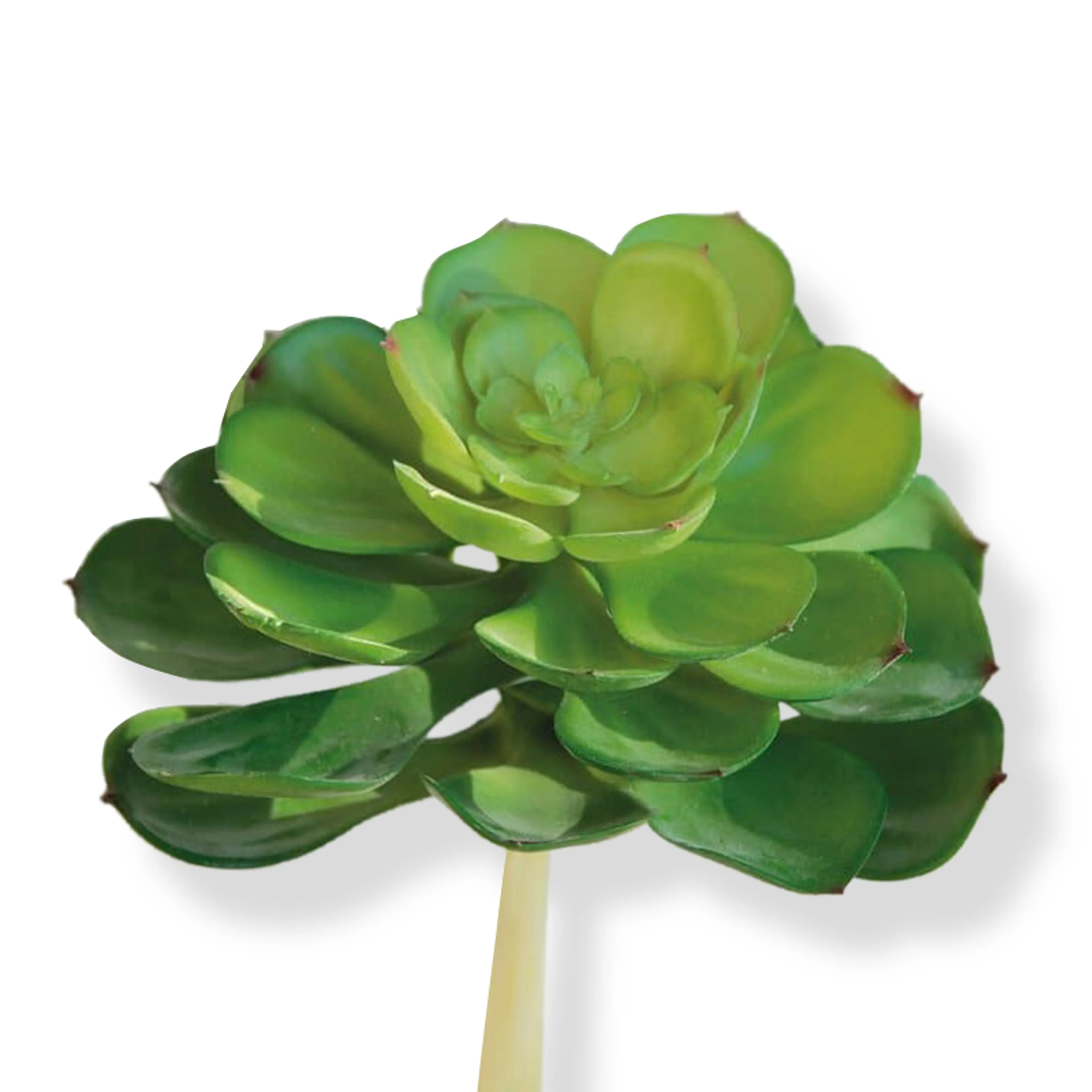 Kunstpflanze Echeveria 17 cm