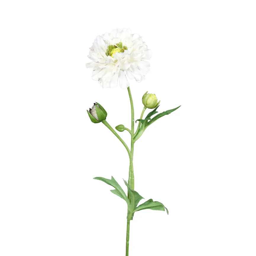 Ranunkel creme hauptaufnahme