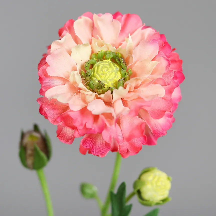 Ranunkel pink detail