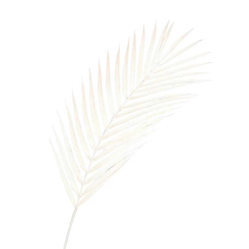 Farnzweig creme hauptaufnahme