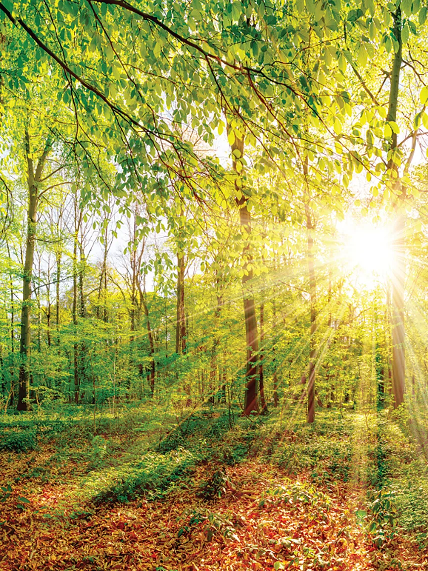 Landschaft Wald grünGreen emot hauptaufnahme