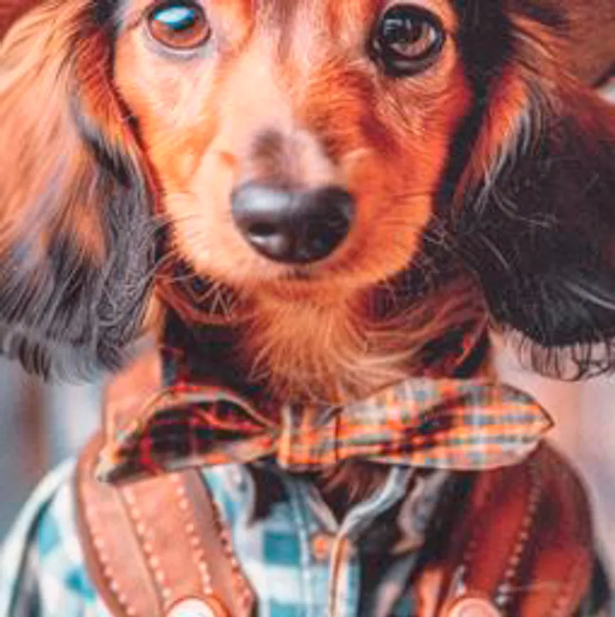 Kissen Seppl 45x45cm material_farbe