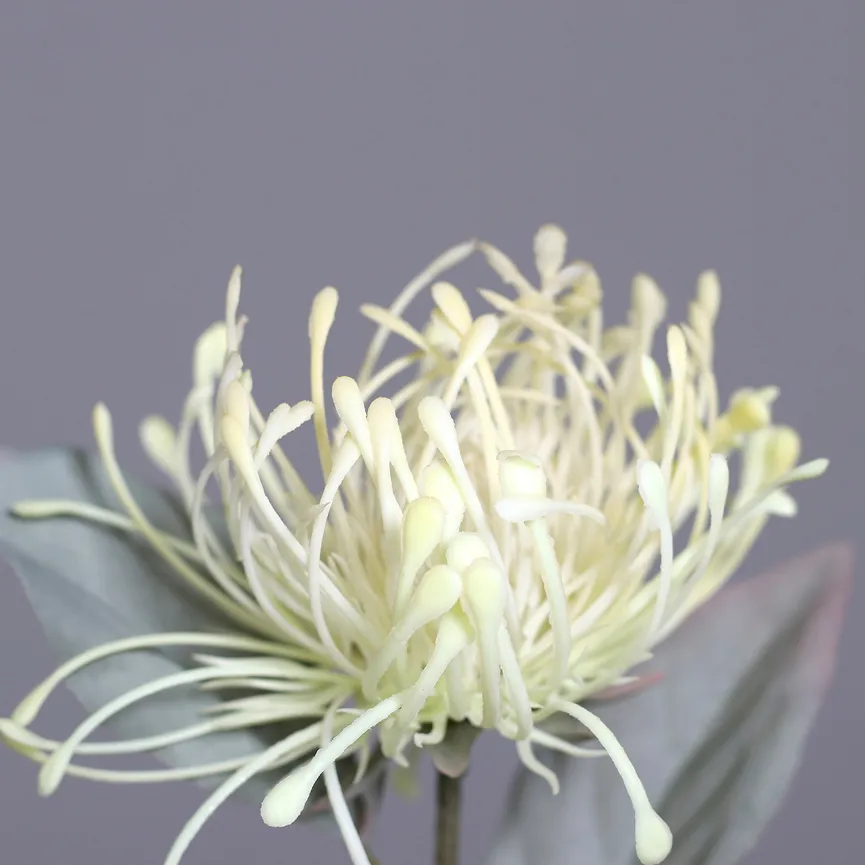 Protea creme detail