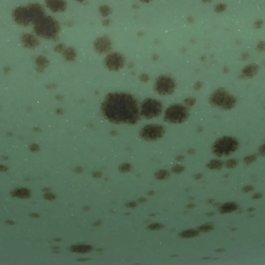 Müslischale material_farbe