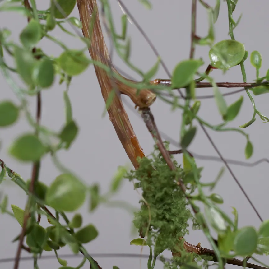 Mühlenbeckia-Hänger grün detail