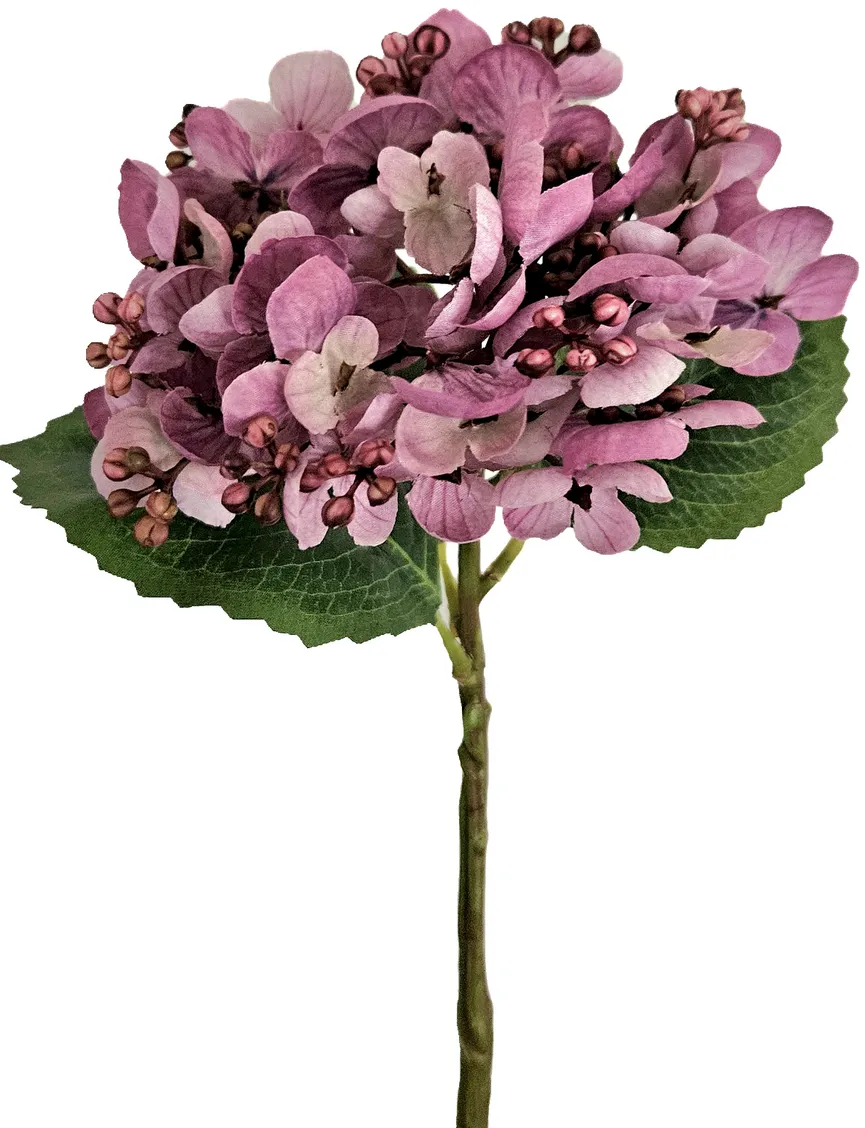 Hortensie flieder hauptaufnahme