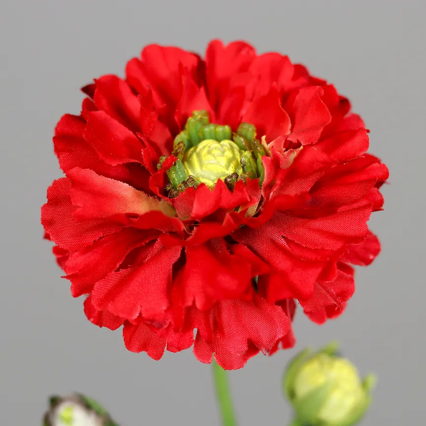 Ranunkel rot detail