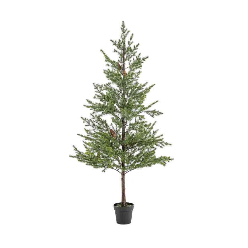 Tannenbaum L hauptaufnahme
