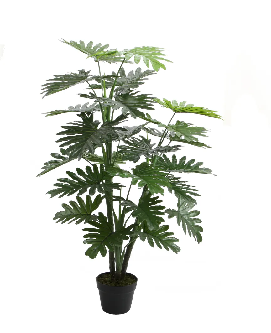 Philodendron XL grün hauptaufnahme