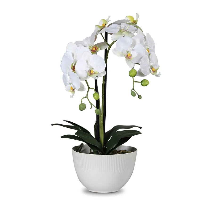 Orchidee creme L hauptaufnahme