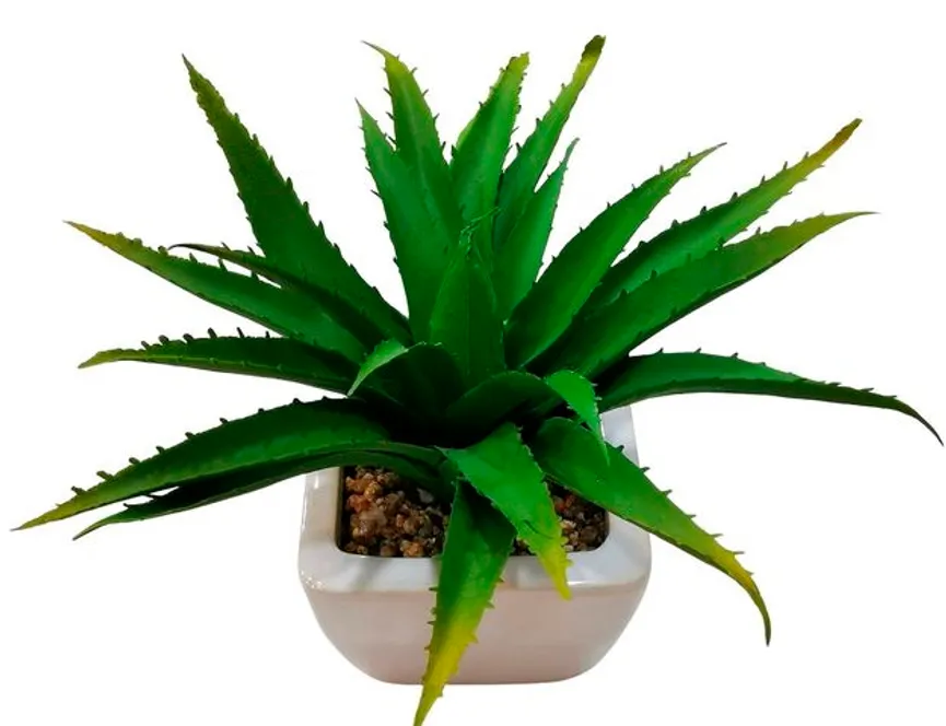 Aloe grün hauptaufnahme