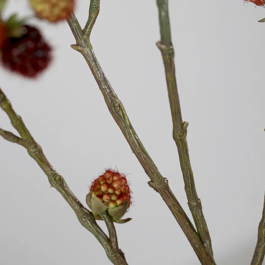 Brombeerzweig brombeer detail