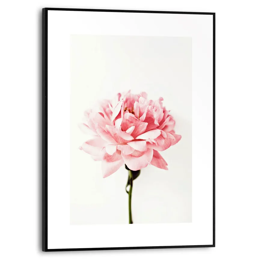 Bild gerahme "Pink Rose" hauptaufnahme