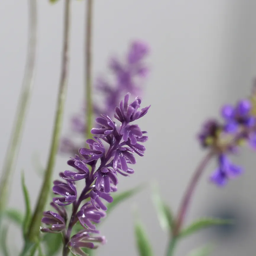 Lavendel lavendel detail