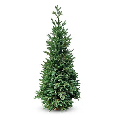 Weihnachtsbaum