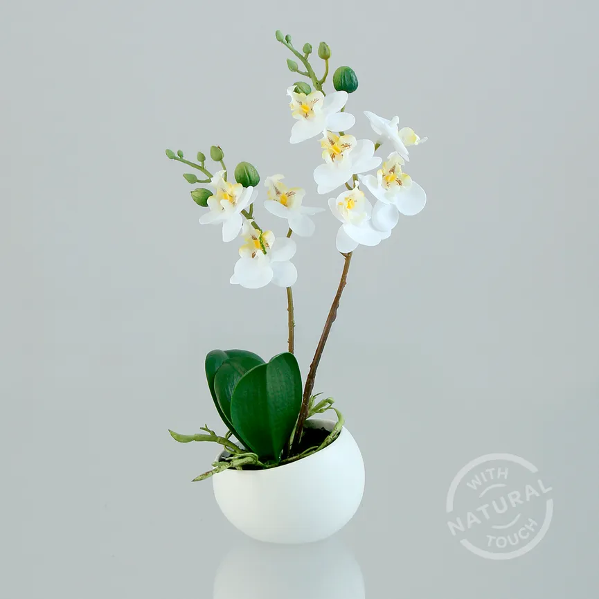 Mini-Orchidee Phalaenopsis cre milieu