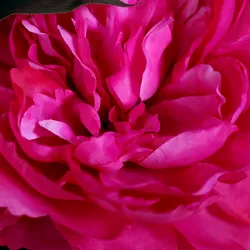 Pink material_farbe