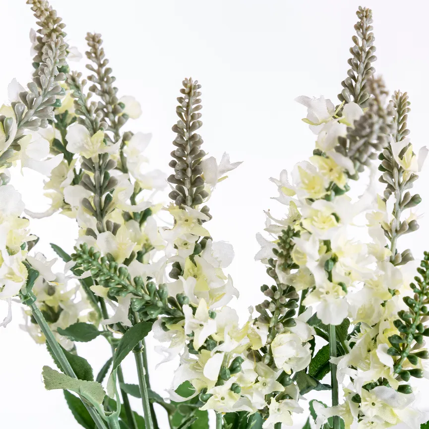 Lavendelbusch weiß detail