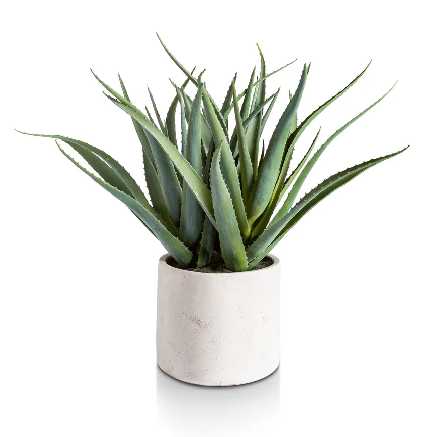 Aloe grün hauptaufnahme