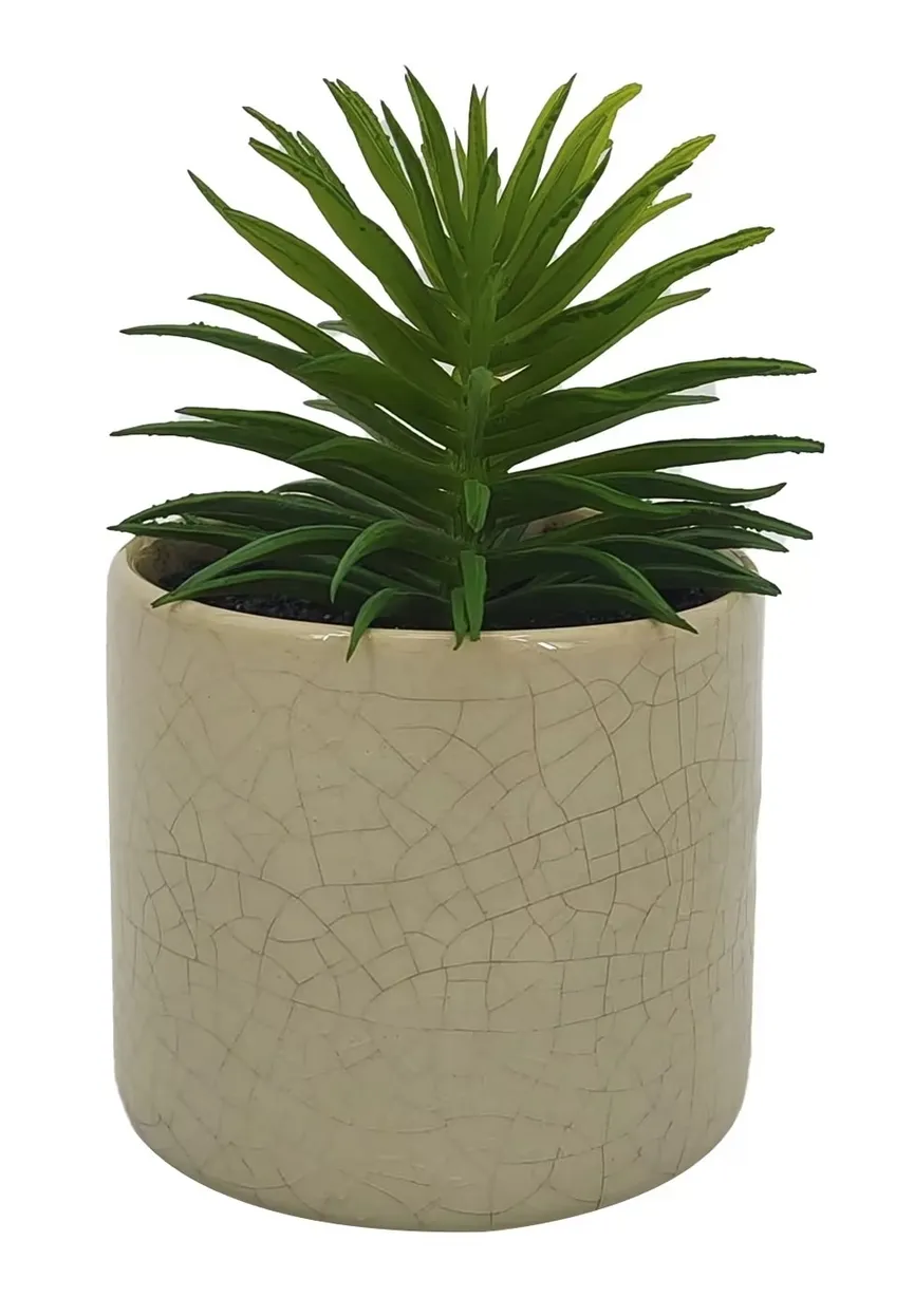Pflanze "Agave" grün hauptaufnahme
