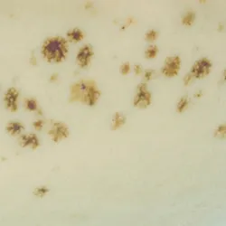 Creme material_farbe