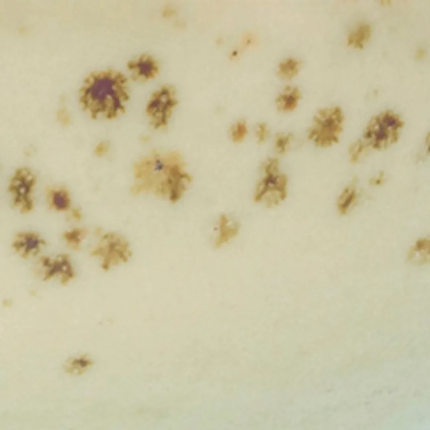 Sojaschale "Nature Collection" material_farbe