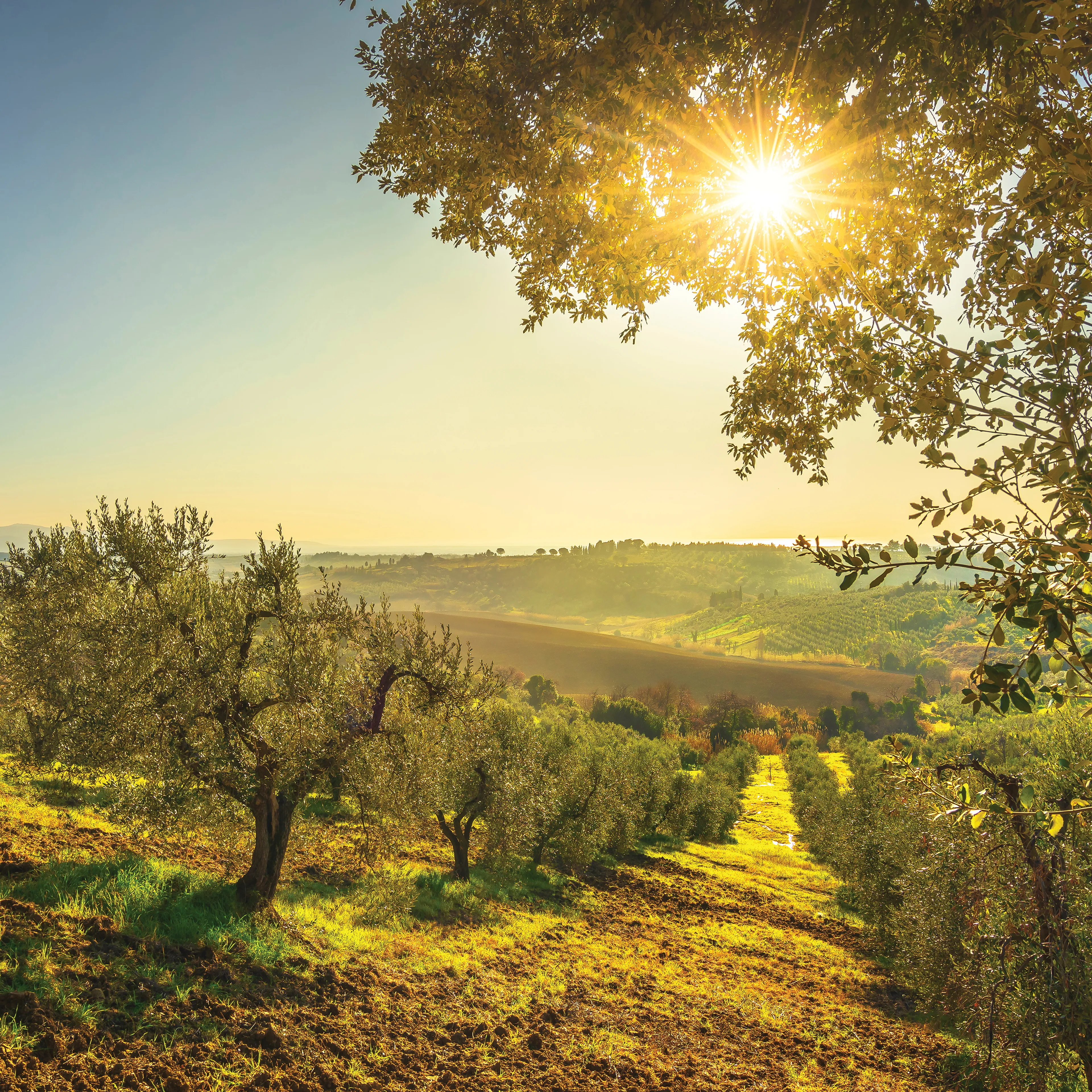 Glasbild 50 x 50 cm Maremma Vineyards