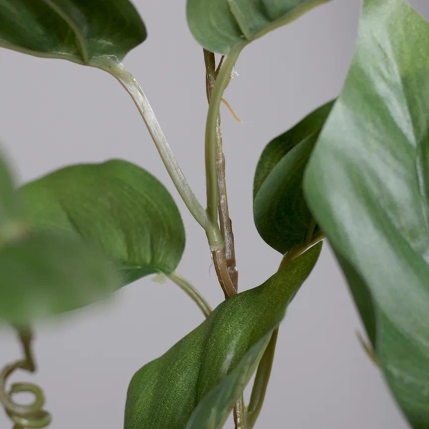 Caladium-Zweig grün detail