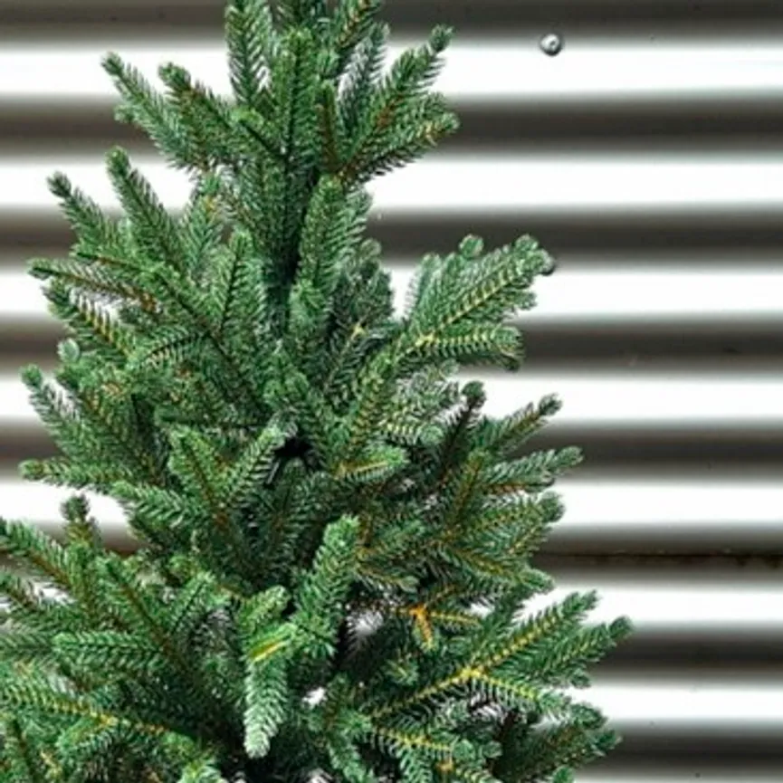 Zwergfichte S detail