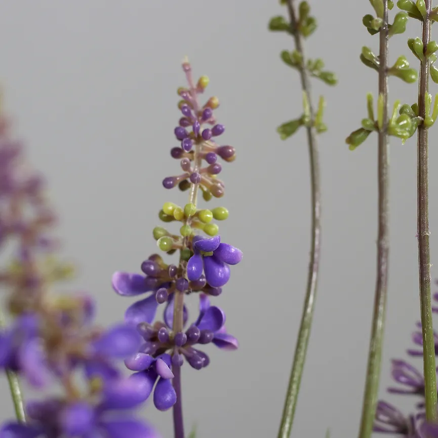 Lavendel lavendel detail