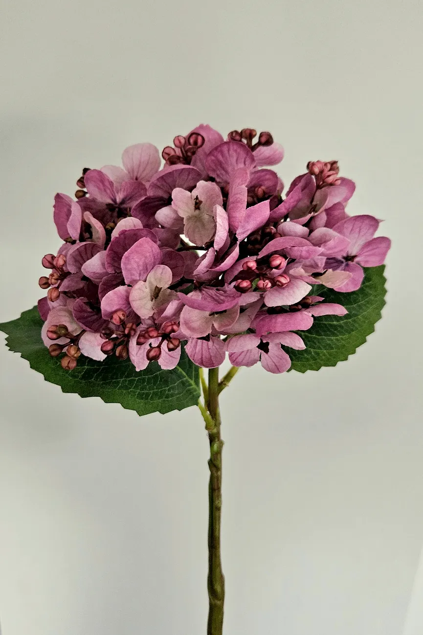 Hortensie flieder milieu