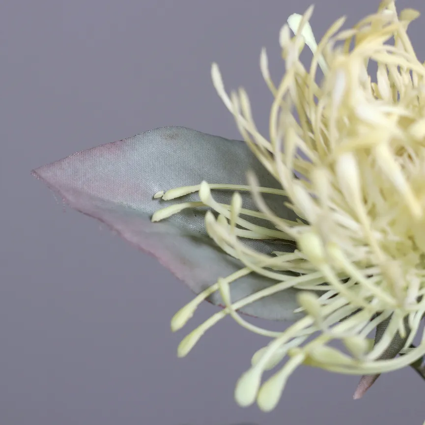 Protea creme detail