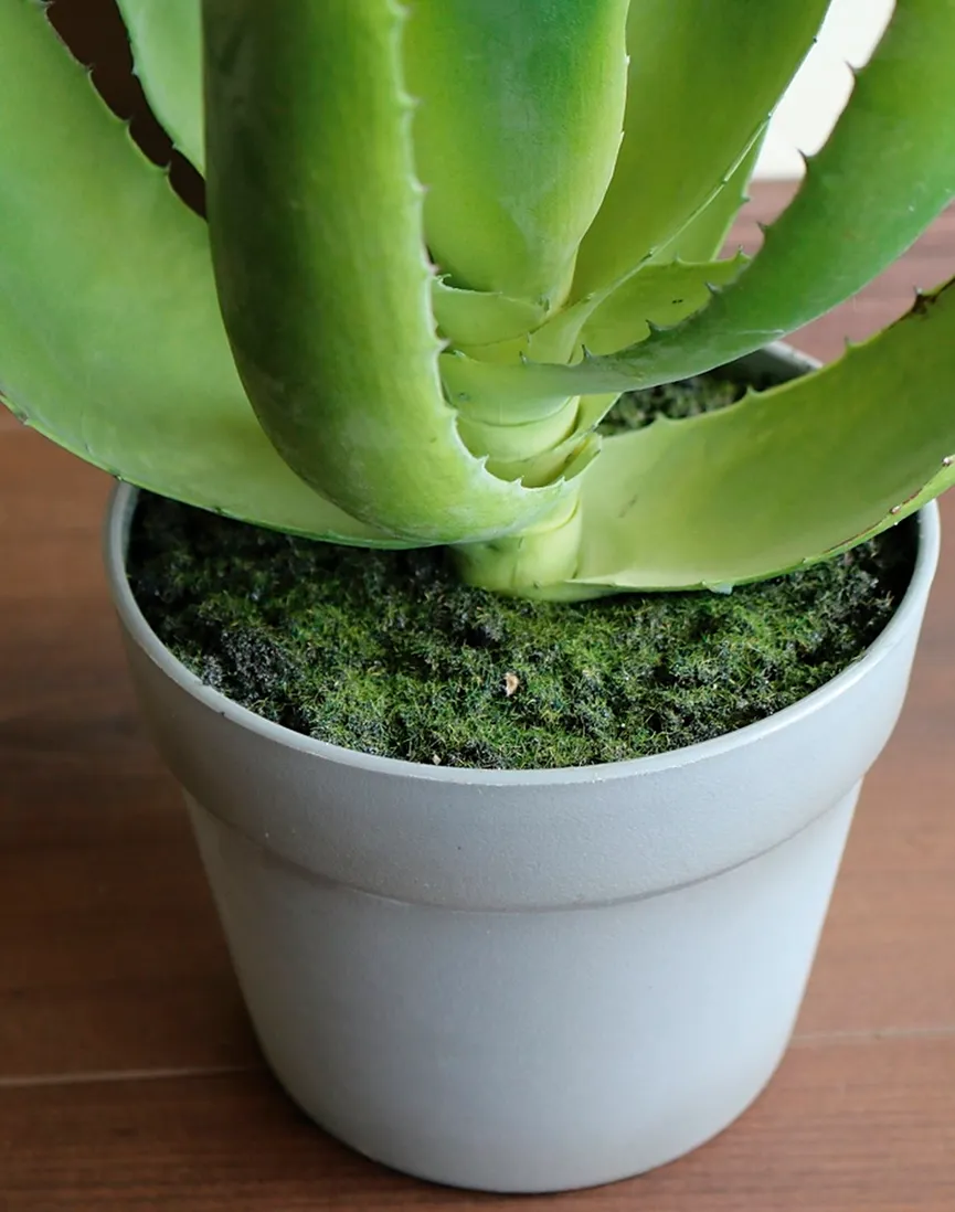 Aloe L grün detail